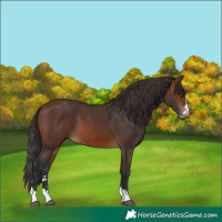Horse Color:Brown 