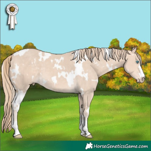 Horse Color:White Spotted Perlino 