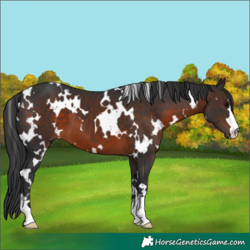 Horse Color:White Spotted Brown 