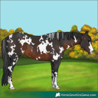 Horse Color:White Spotted Brown