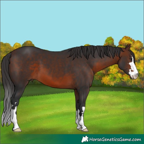 Horse Color:Brown 