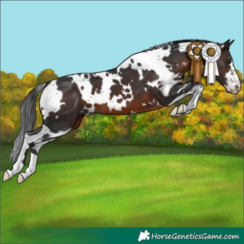 Horse Color:White Spotted Brown 
