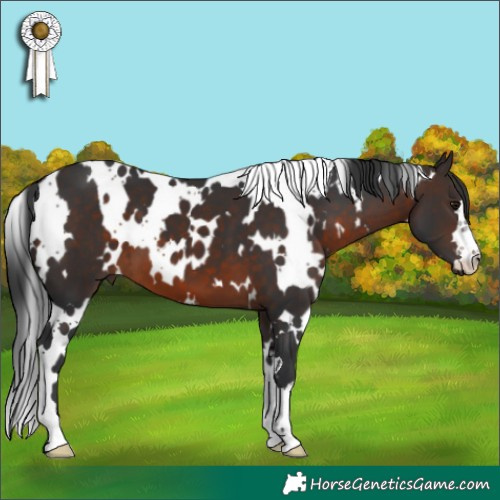 Horse Color:White Spotted Brown 