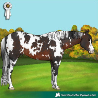 Horse Color:White Spotted Brown