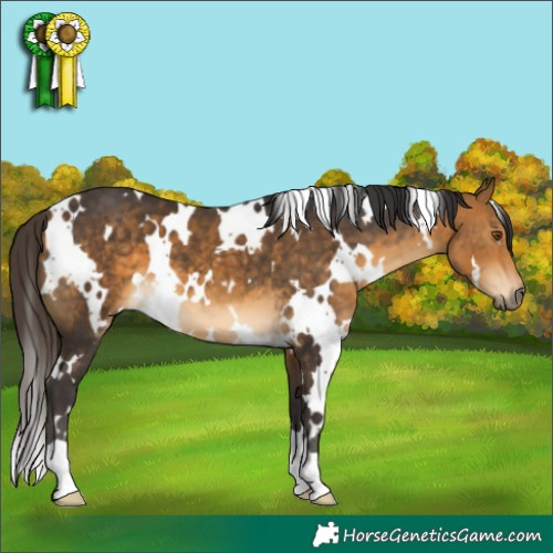 Horse Color:White Spotted Buckskin 