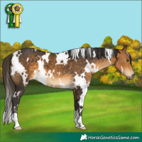 Horse Color:White Spotted Buckskin 