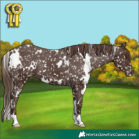 Horse Color:White Spotted Liver Chestnut Appaloosa 