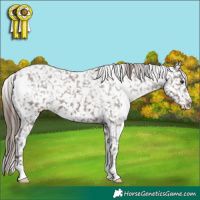 Horse Color:White Spotted Liver Chestnut Appaloosa 