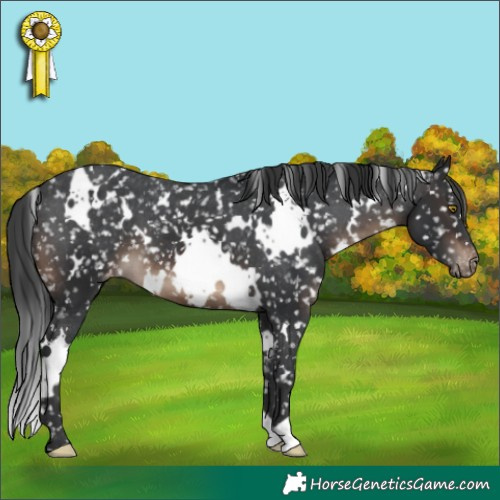Horse Color:White Spotted Brown Appaloosa 