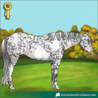 Horse Color:White Spotted Brown Appaloosa 