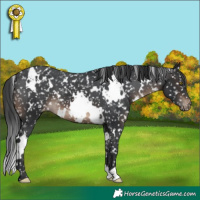 Horse Color:White Spotted Brown Appaloosa 