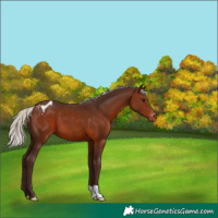 Horse Color:Silver Brown Appaloosa 