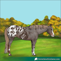 Horse Color:Liver Chestnut Sabino Splash Appaloosa and Liver Chestnut Sabino Splash Appaloosa