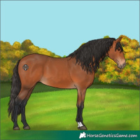 Horse Color:Bay 