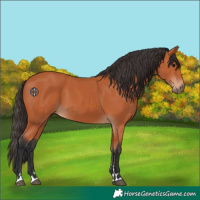 Horse Color:Bay 