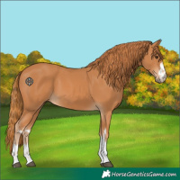 Horse Color:Chestnut 