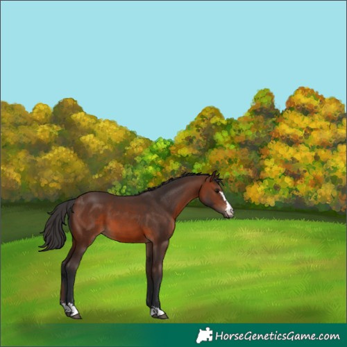 Horse Color:Brown 