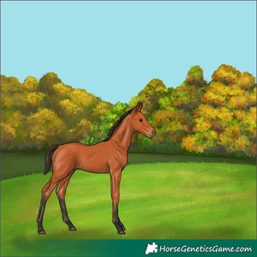 Horse Color:Bay 