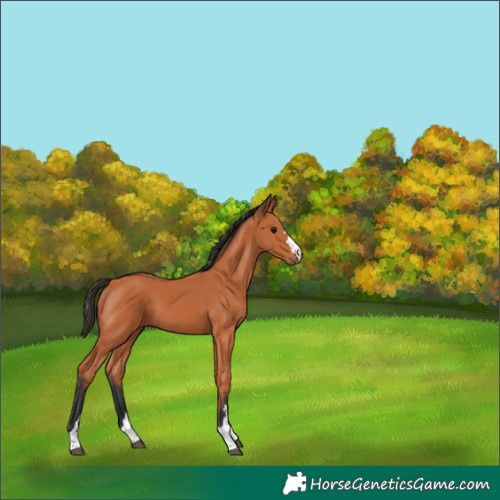 Horse Color:Bay 