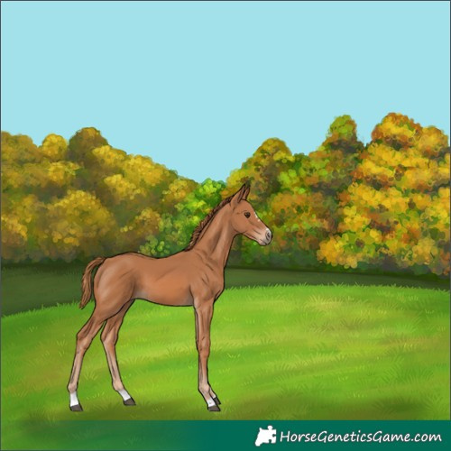 Horse Color:Chestnut 