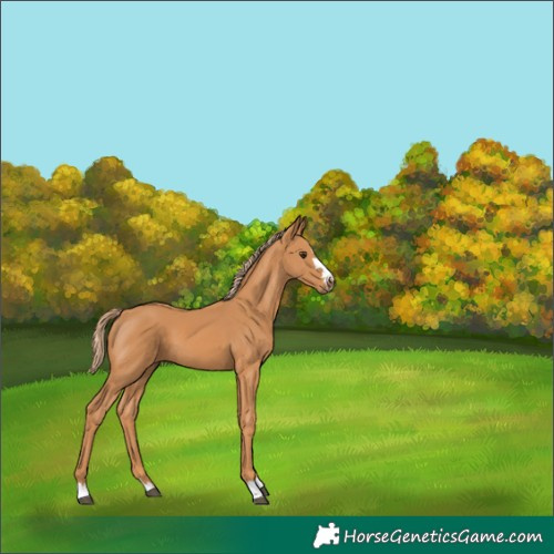 Horse Color:Chestnut 