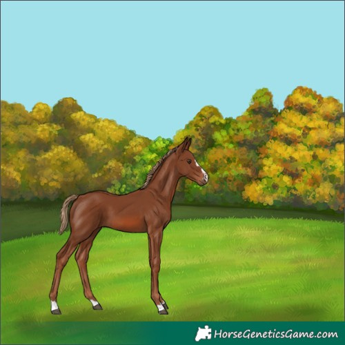 Horse Color:Chestnut 