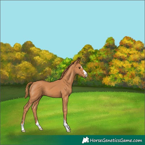 Horse Color:Chestnut 