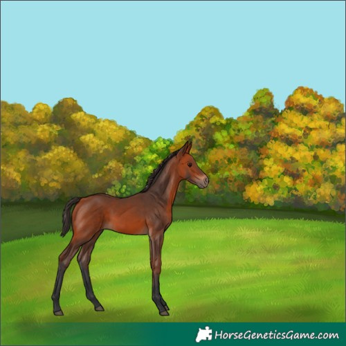 Horse Color:Bay 