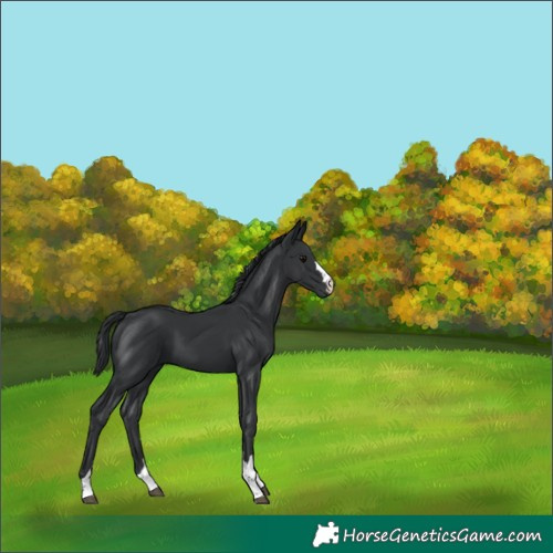 Horse Color:Black 