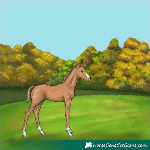 Horse Color:Chestnut 