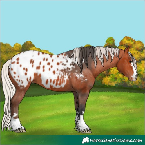 Horse Color:Bay Appaloosa  and Silver Bay Appaloosa 