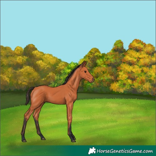 Horse Color:Bay 