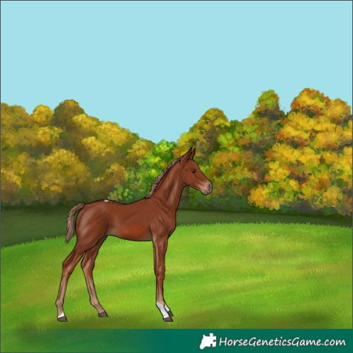 Horse Color:Chestnut Tobiano