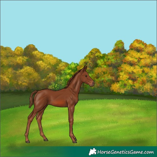 Horse Color:Chestnut 