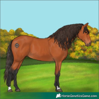 Horse Color:Bay 