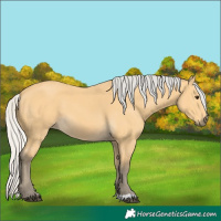 Horse Color:Silver Buckskin 