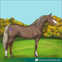 Horse Color:Liver Red Dun Sabino Rabicano 