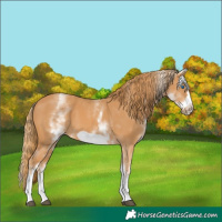 Horse Color:White Spotted Chestnut Frame 