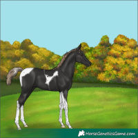 Horse Color:Liver Chestnut Tobiano 