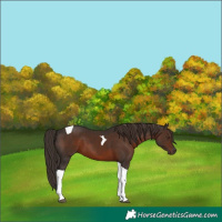 Horse Color:Liver Chestnut Tobiano 