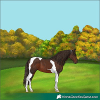 Horse Color:Liver Chestnut Tobiano 