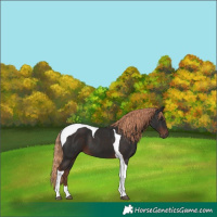 Horse Color:Liver Chestnut Tobiano 