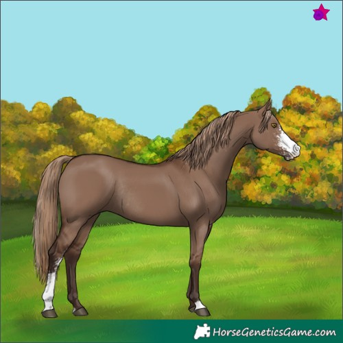 Horse Color:Liver Red Dun Sabino Rabicano 