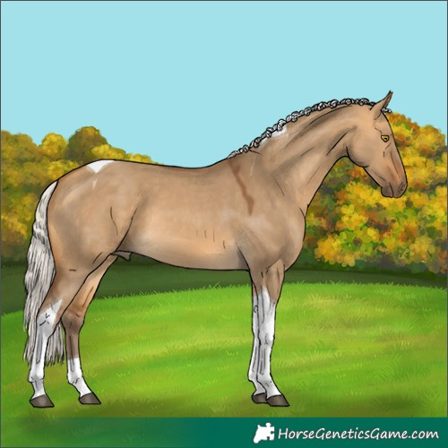 Horse Color:Silver Buckskin Dun Tobiano 