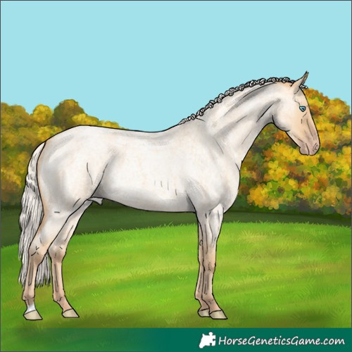 Horse Color:Silver Amber Cream Champagne Roan Dun 