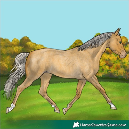 Horse Color:Silver Amber Cream Champagne Roan 