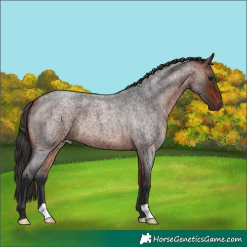Horse Color:Bay Roan 