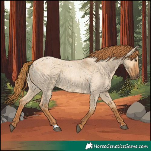 Horse Color:Red Dun Roan 
