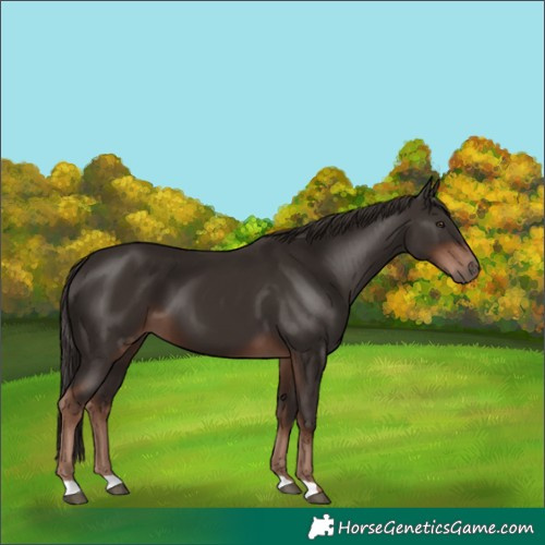 Horse Color:Liver Chestnut