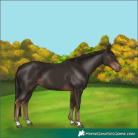Horse Color:Liver Chestnut 